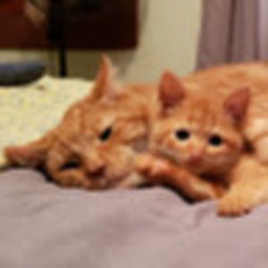 Meet your Posher, Heidi